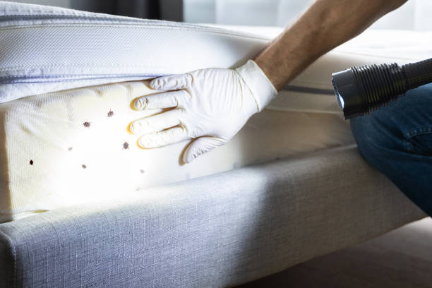 Best Mosquito Control Services  in Dunkirk, NY