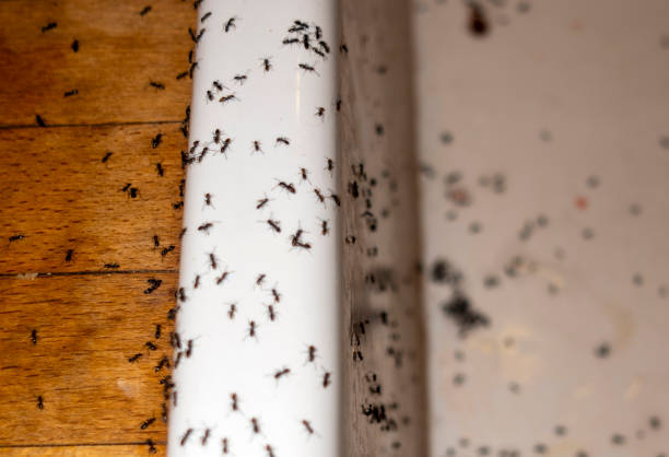 Best Commercial Pest Control Services  in Dunkirk, NY